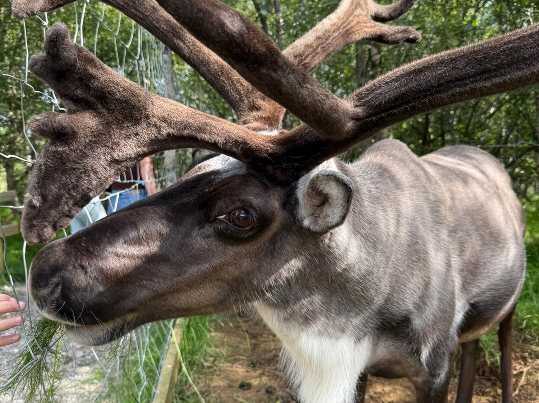 Reindeer Park / Hreindýragarðurinn-Fellabaer必去景点