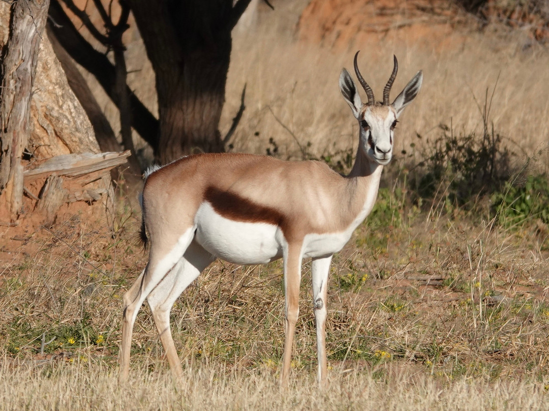 Okonjima Plains Camp主图