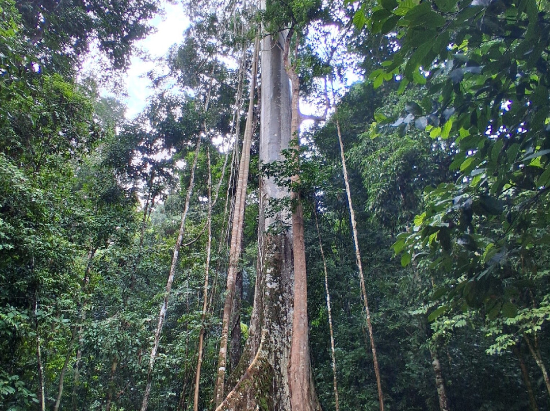 TEBiNG Guesthouse Taman Negara Malaysia Kuala Tahan主图