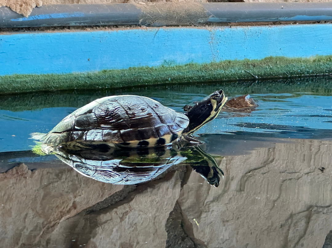 Zakynthos Turtle Rescue Center-瓦西里科斯必去景点