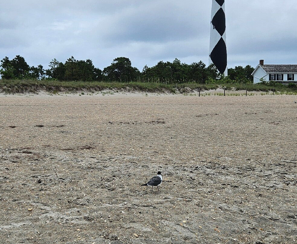 Cape Lookout National Seashore-Harkers Island必去景点