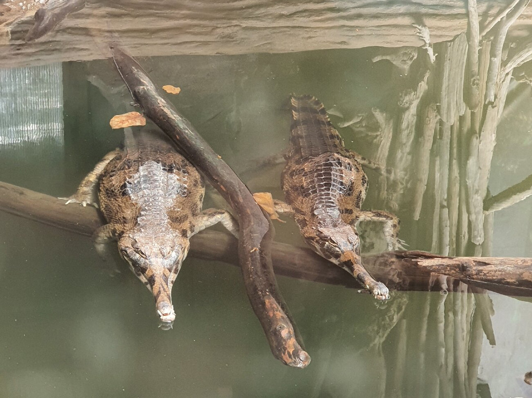 La Ferme Aux Crocodiles-Pierrelatte必去景点