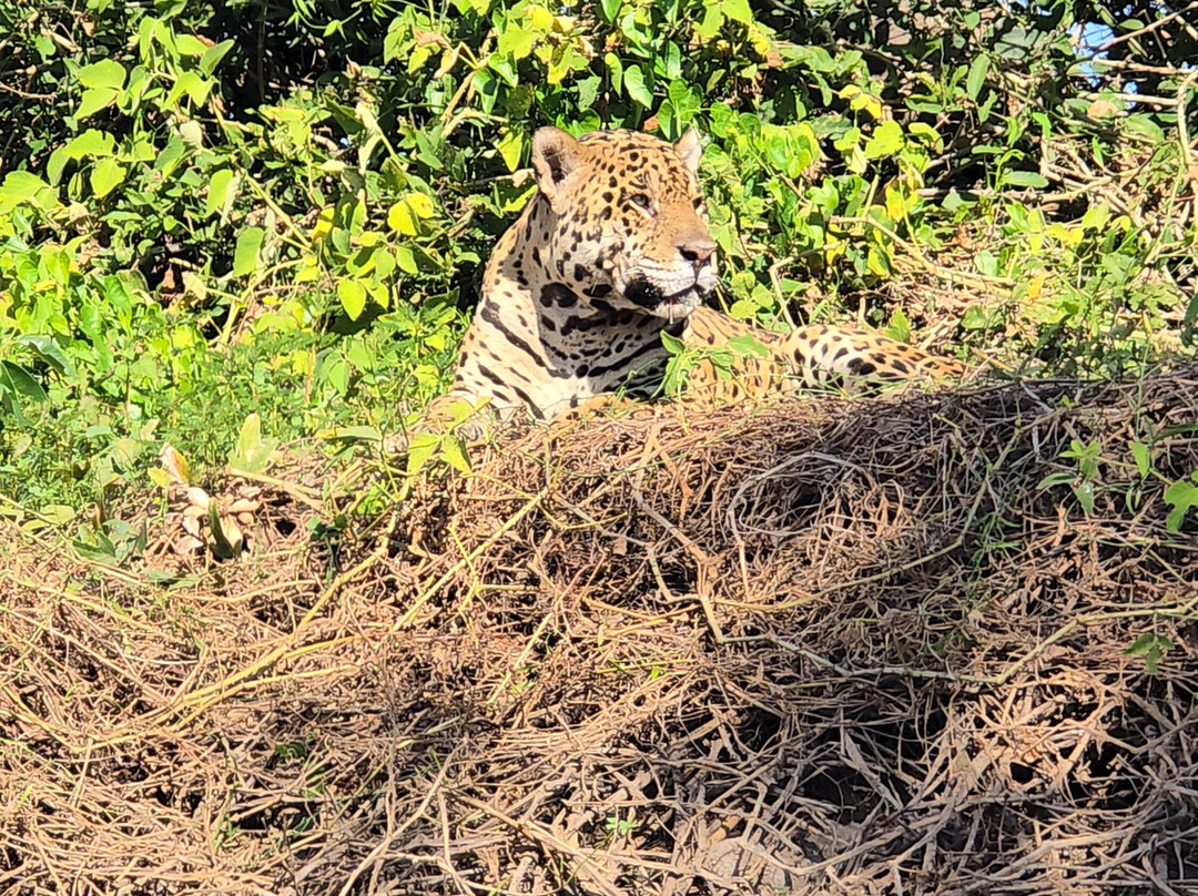 Parque Estadual Encontro das Aguas-波科内必去景点