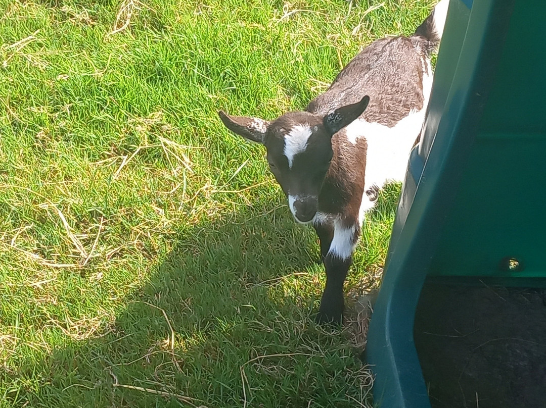 War Horse Valley Country Farm Park-Iddesleigh必去景点