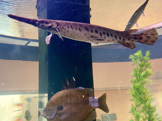 The Meadows Center For Water And The Environment-圣马科斯必去景点