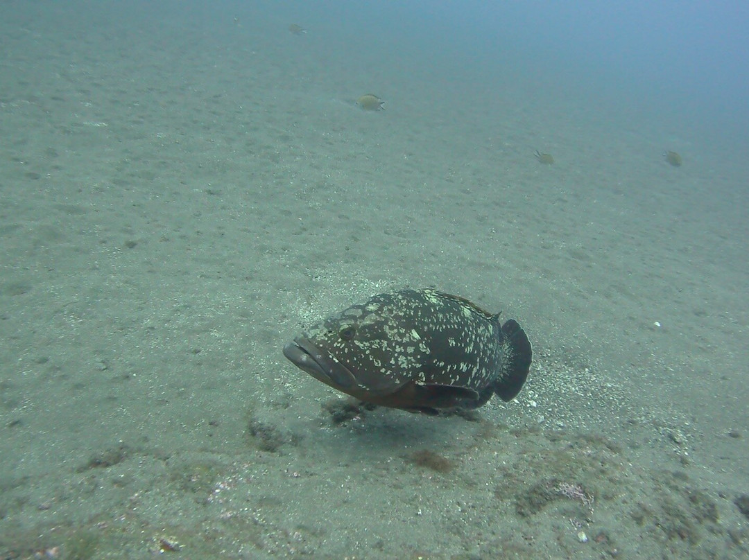 Mero Diving Center-Canico必去景点