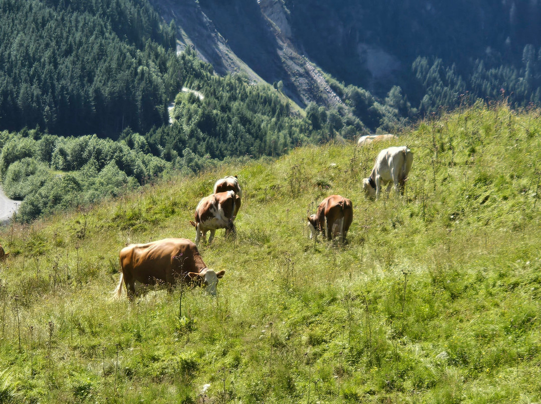 Gletscherblickalm Hochkrimml-克林莫必去景点