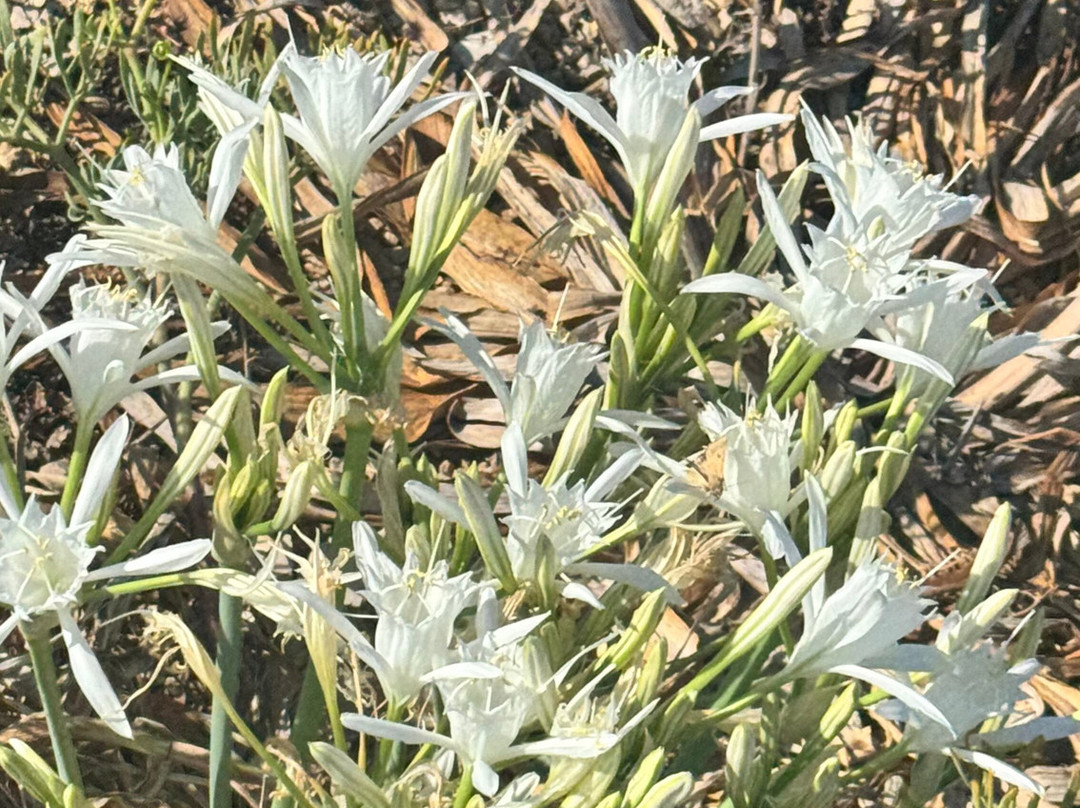 BlackLizard Boat Tours-Biniancolla必去景点