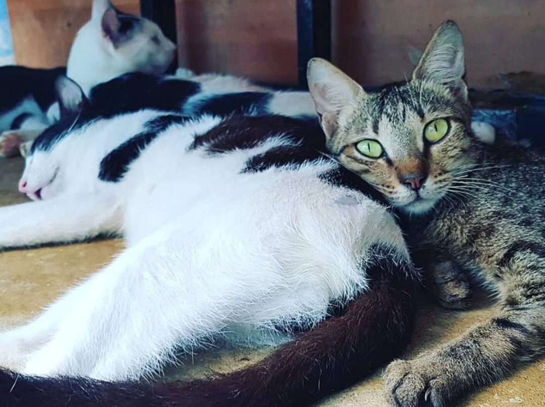 Animal SOS Sri Lanka-阿杭玛必去景点