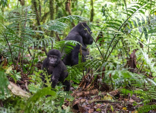 Günsting Gorilla Reisen-Ruhengeri必去景点