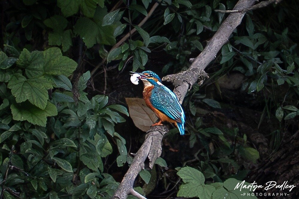 GG Wildlife Experiences Ltd-Goring-on Thames必去景点