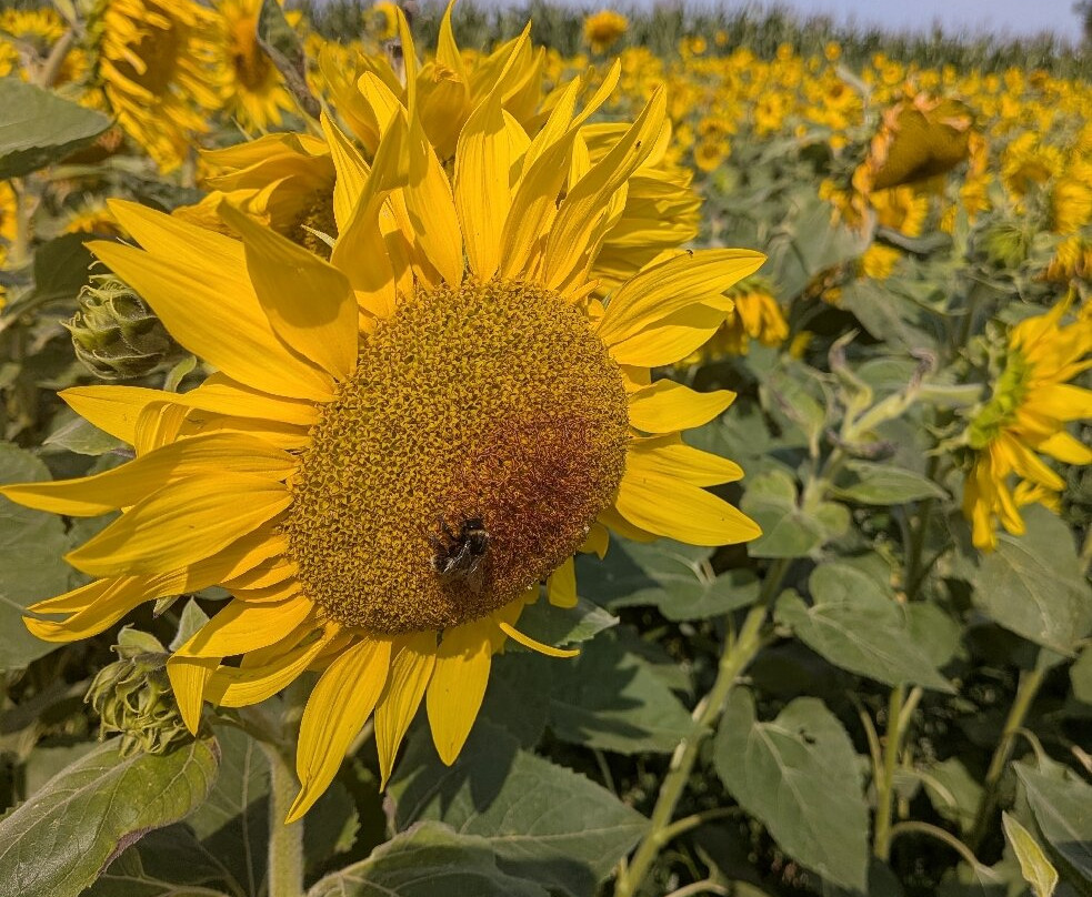 Fantasy Farm-Heather必去景点