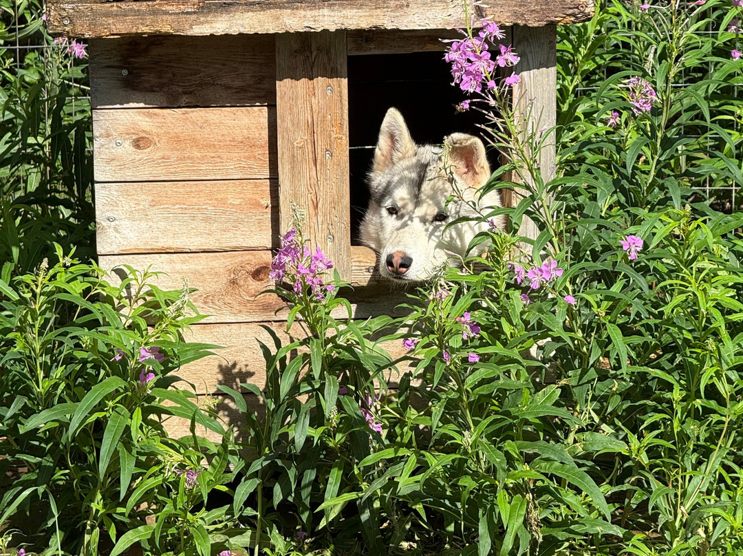 Ilonka Farm & Cafe-伊瓦洛必去景点