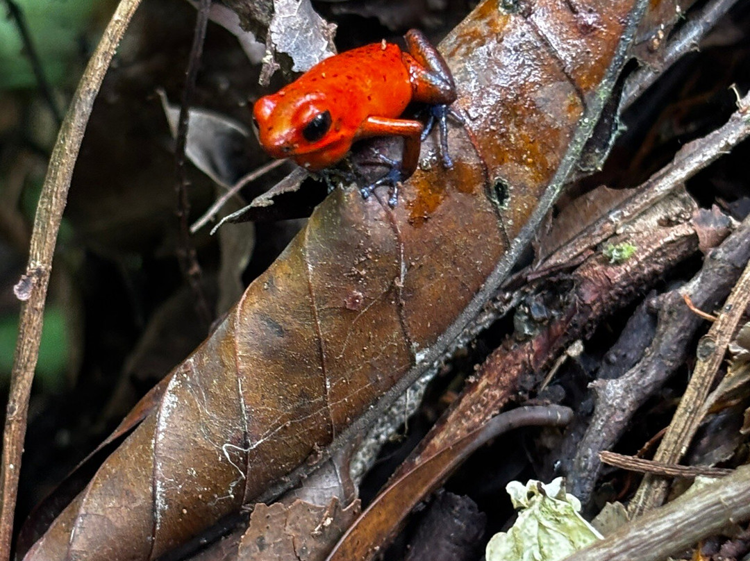 Costa Rica Roots Tours-托图杰多必去景点