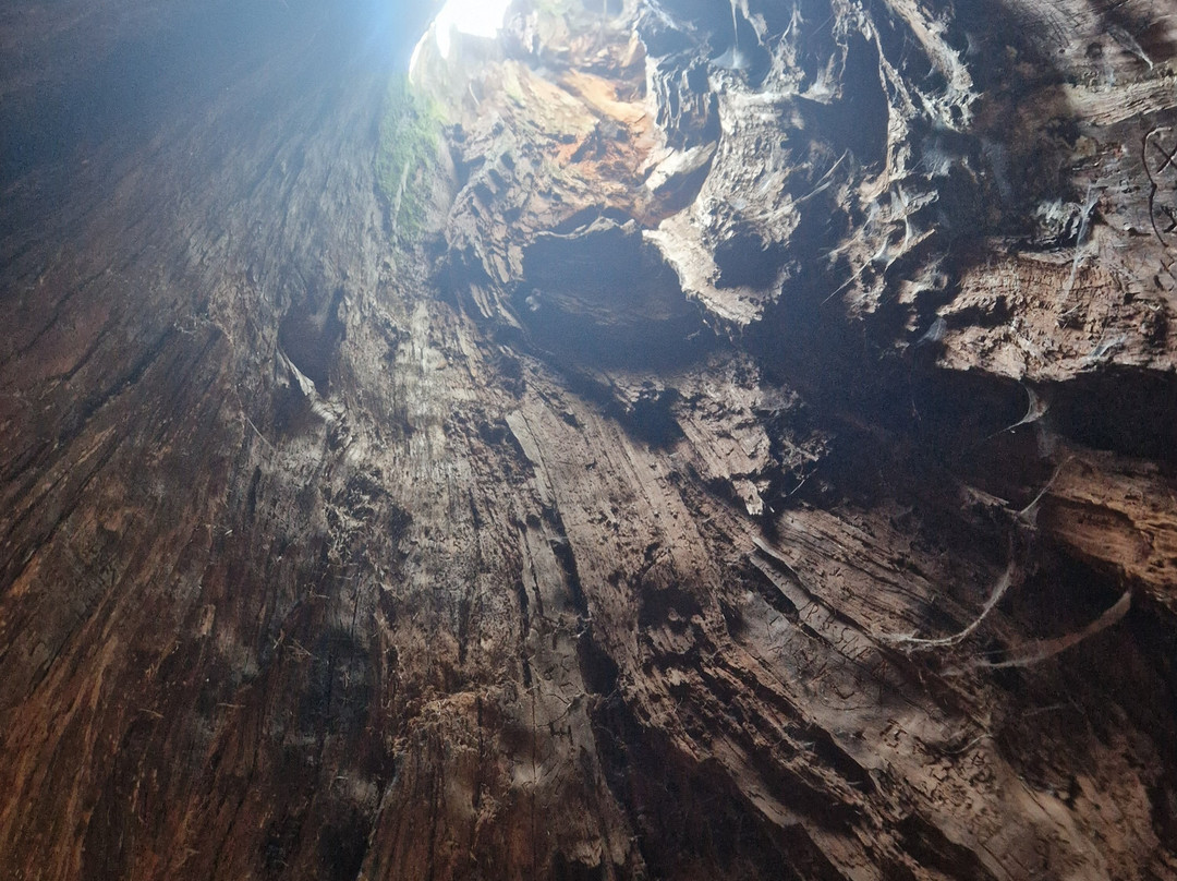 Larici millenari-San Pancrazio必去景点