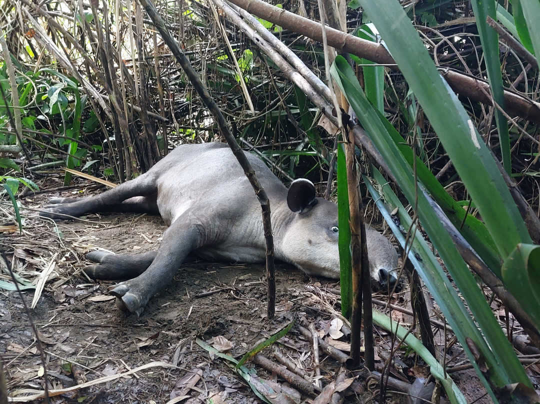 Corcovado Guia CR-希门尼斯港必去景点