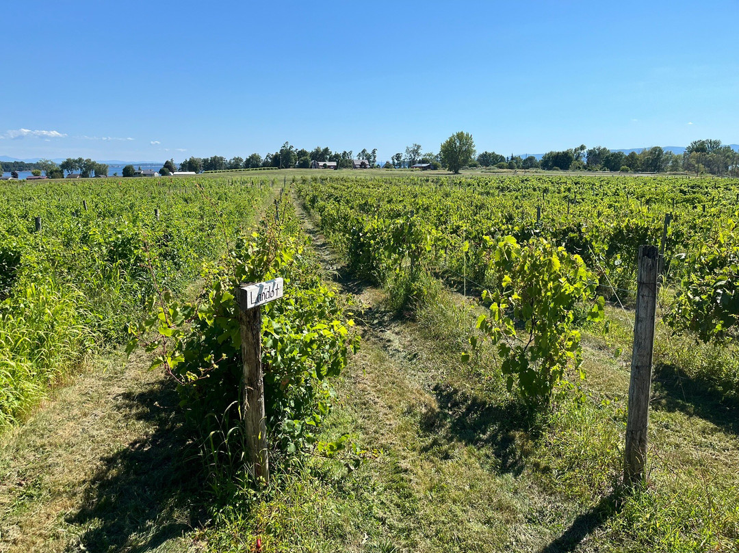 Snow Farm Vineyard and Winery-South Hero必去景点