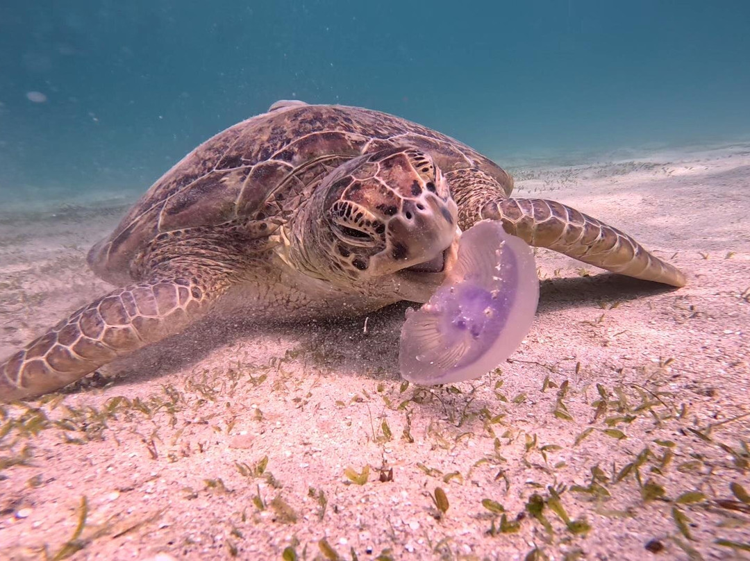 Marsa Mubarak-马萨阿拉姆必去景点