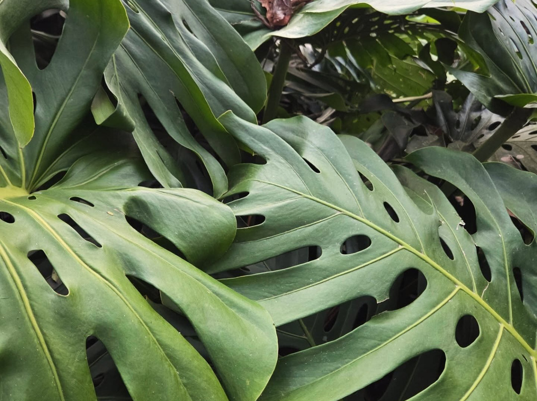 Royston Hall Guesthouse主图