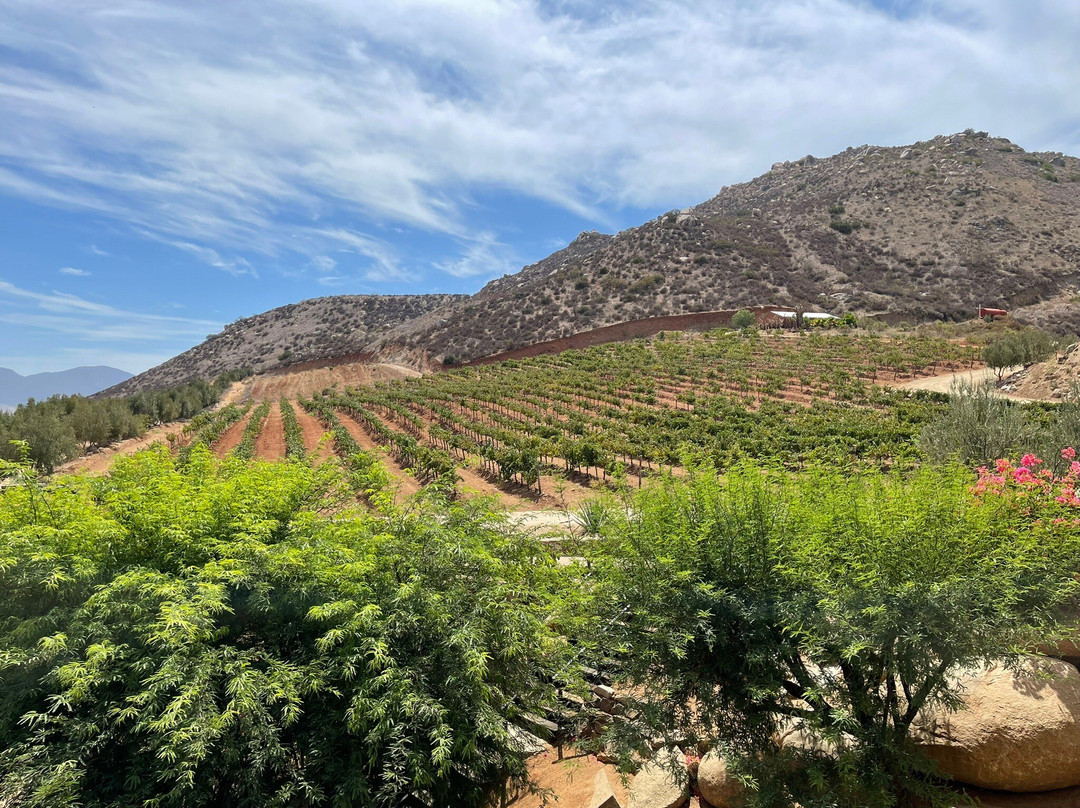 Viñedos de la Reina-Valle de Guadalupe必去景点