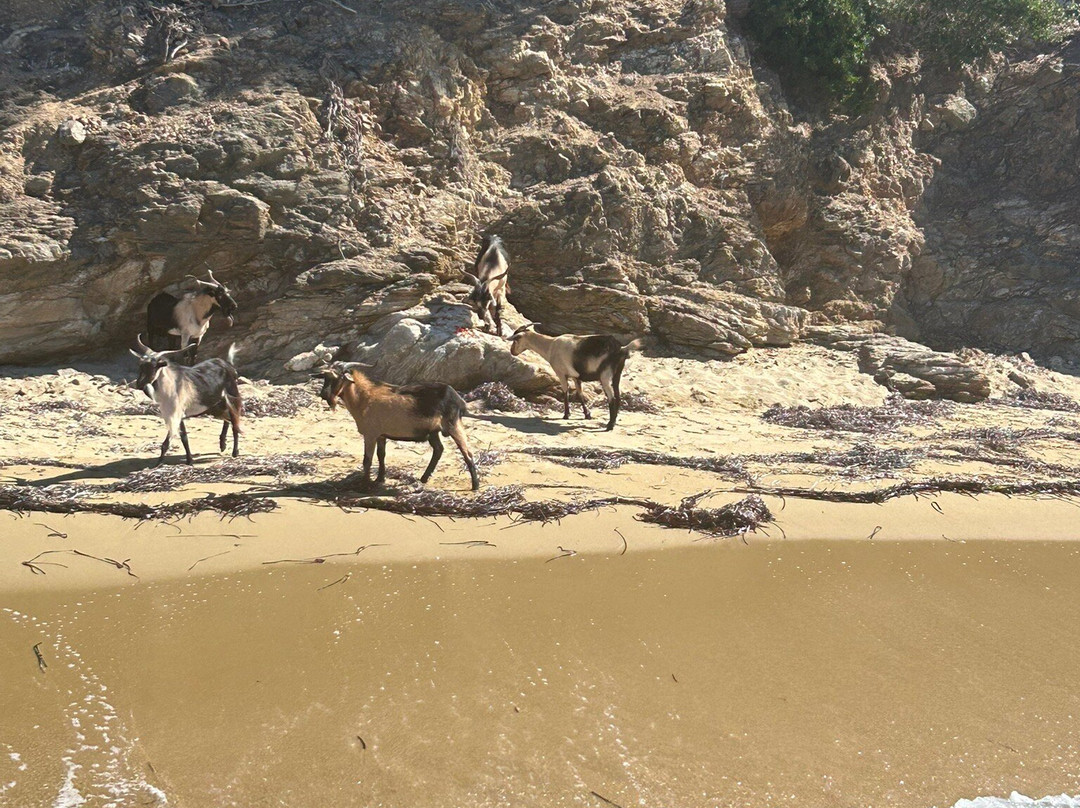 Nikolaki's Swimming Trips-Skiathos Town必去景点