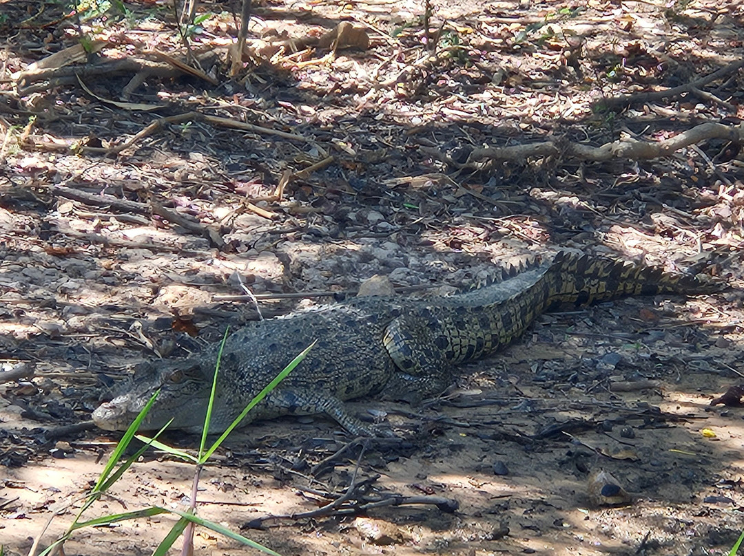 Wildlands Wetlands Safari Cruises-达尔文市必去景点