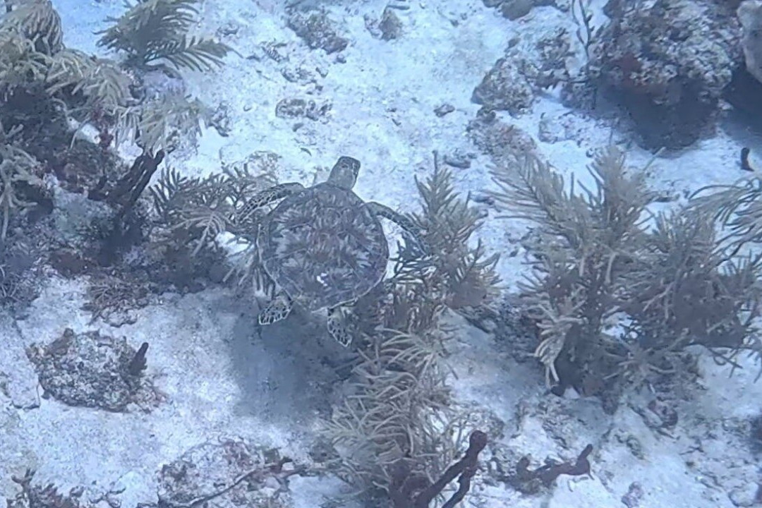 Eco Dive-St. George's必去景点