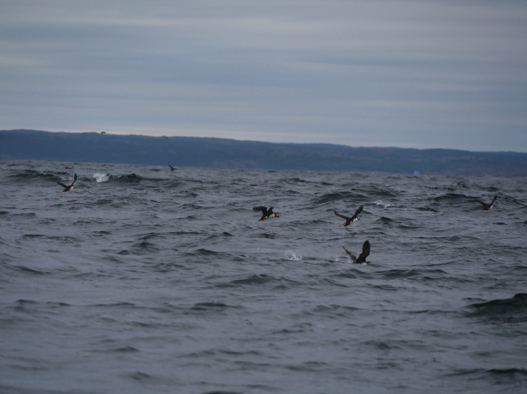 Sea of Whales Adventures-Trinity必去景点