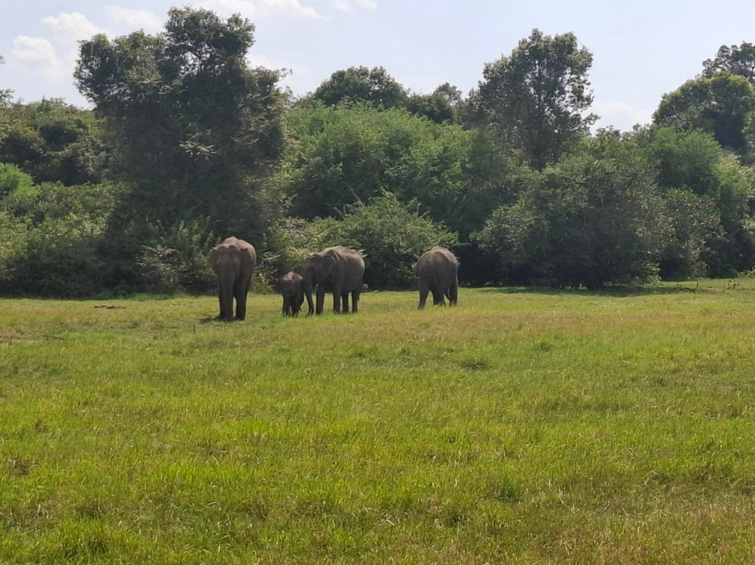 Minneriya Tusker Safaris-锡吉里亚必去景点