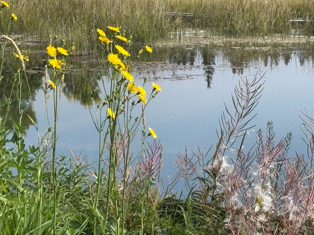 河狸木板路-兴顿必去景点