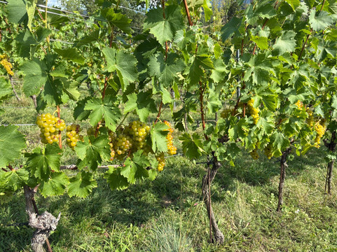 Weingut Taggenbrunn-Sankt Veit an der Glan必去景点