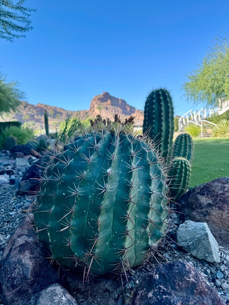 Mountain Shadows Resort Scottsdale-浴室