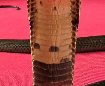 Krabi King Cobra Show-Khlong Haeng必去景点