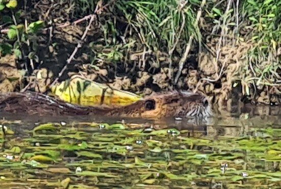 Dragonfly Kayak: The Acheron Experience-Ammoudia必去景点