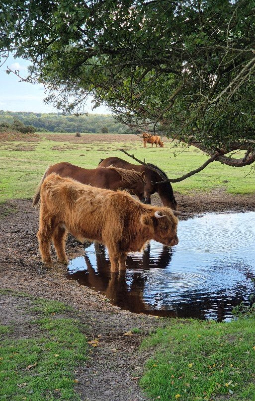 新森林国家公园-林德赫斯特必去景点