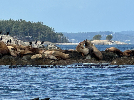 Western Prince Whale & Wildlife Tours-星期五港湾必去景点