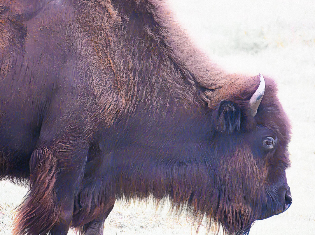 Frontier Park-Hays必去景点