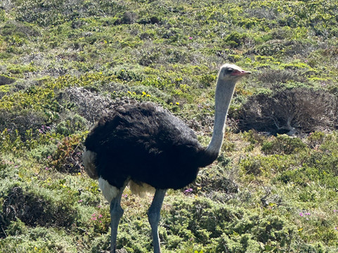 Ats Shuttle & Tours-开普敦中心区必去景点