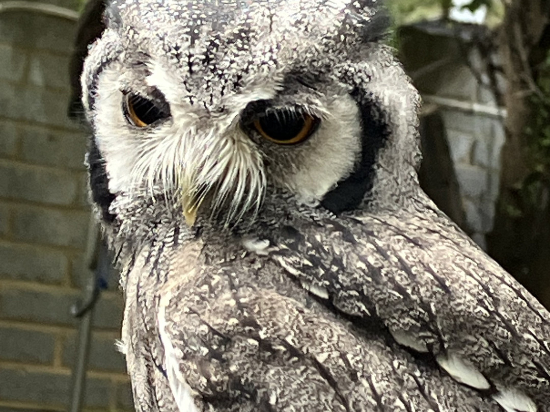Kent Owl Academy-梅德斯通必去景点