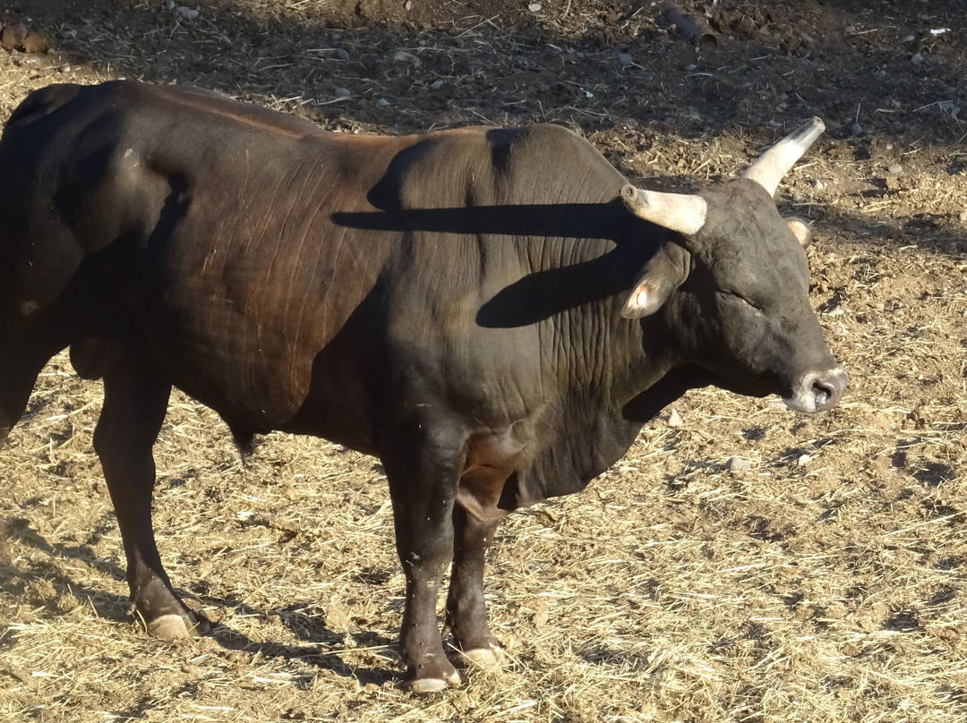Cody Night Rodeo-科迪必去景点