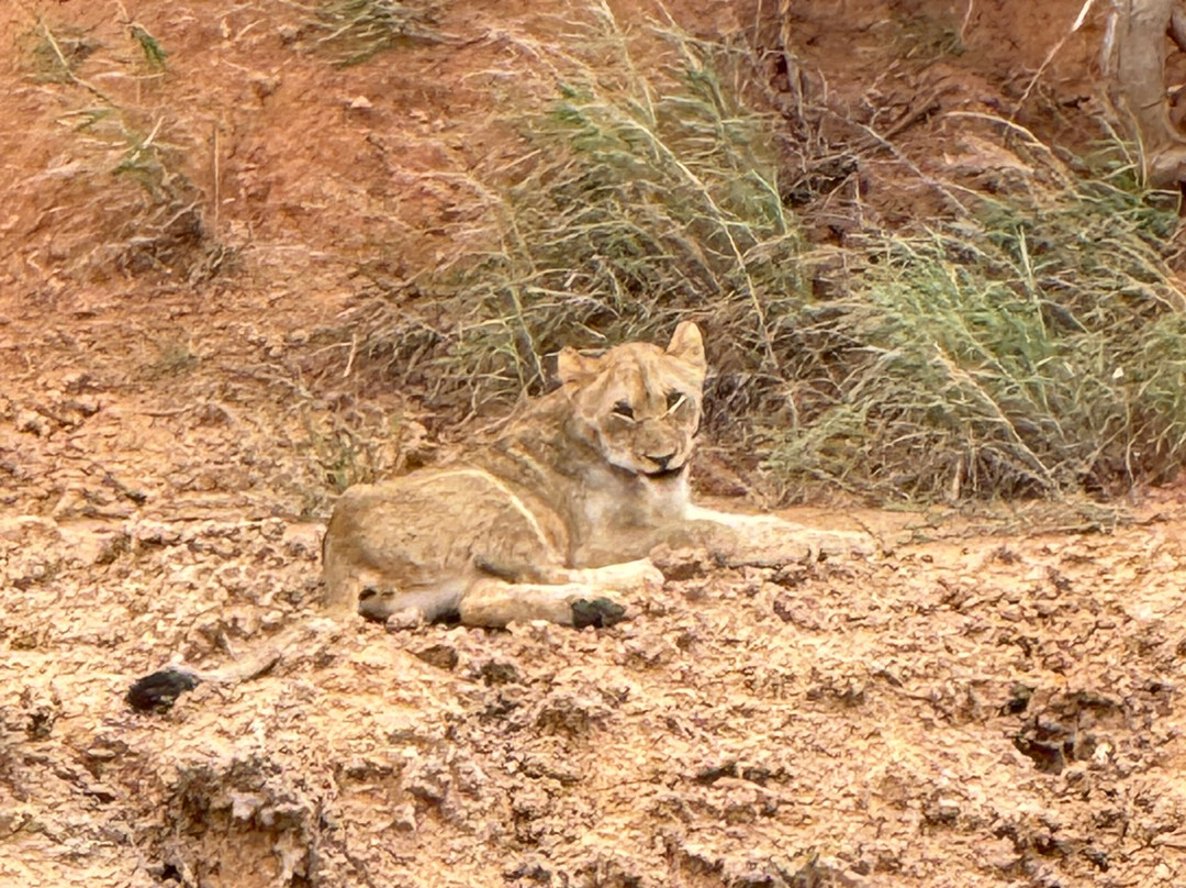 Honey Badger Safaris Kruger Tours-玛洛斯帕克必去景点