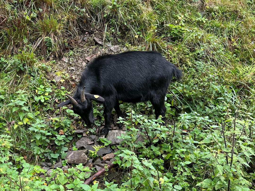 Ravennaschlucht-Breitnau必去景点