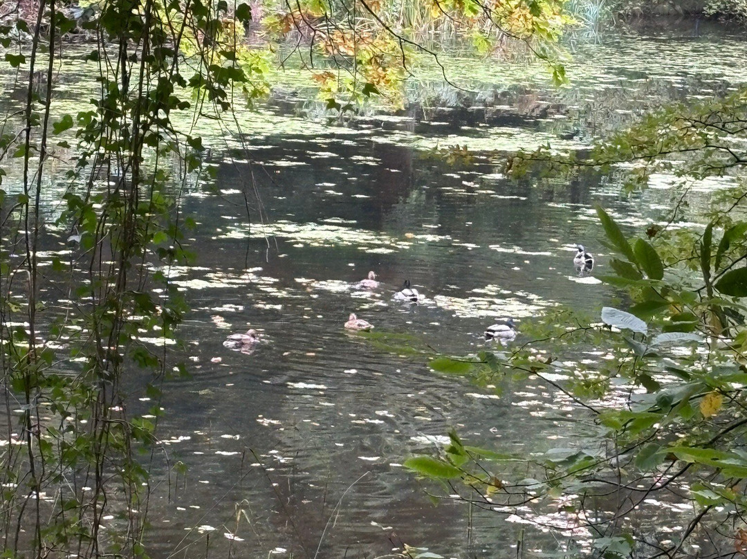 Soudley Ponds-Soudley必去景点