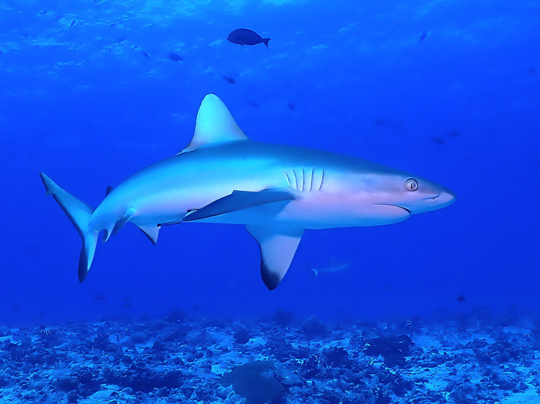 O2 Fakarava-Fakarava必去景点