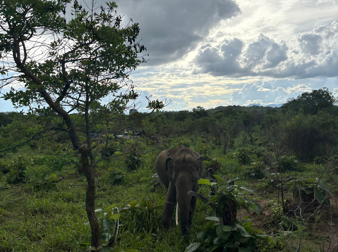 Minneriya jeep safari With Sujee-锡吉里亚必去景点
