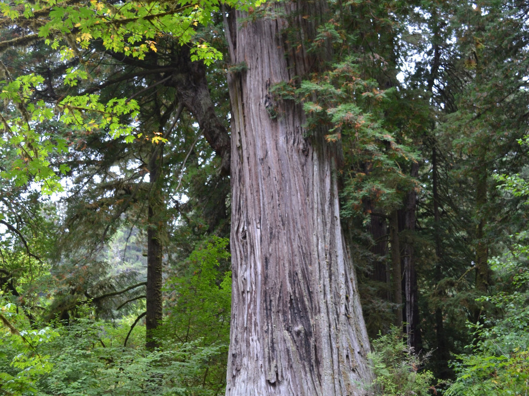 Prairie Creek - Foothill Trail Loop-Orick必去景点