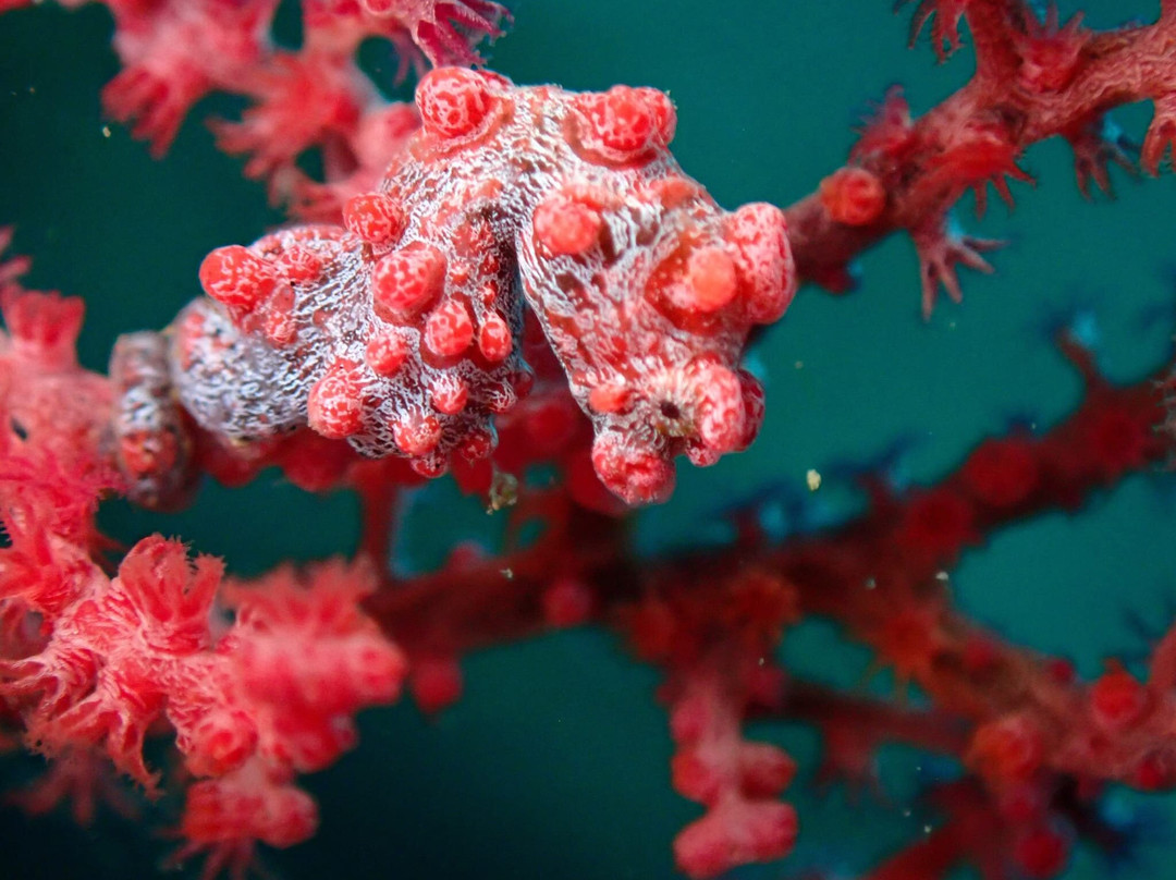 Thalassa Dive Resort Lembeh主图