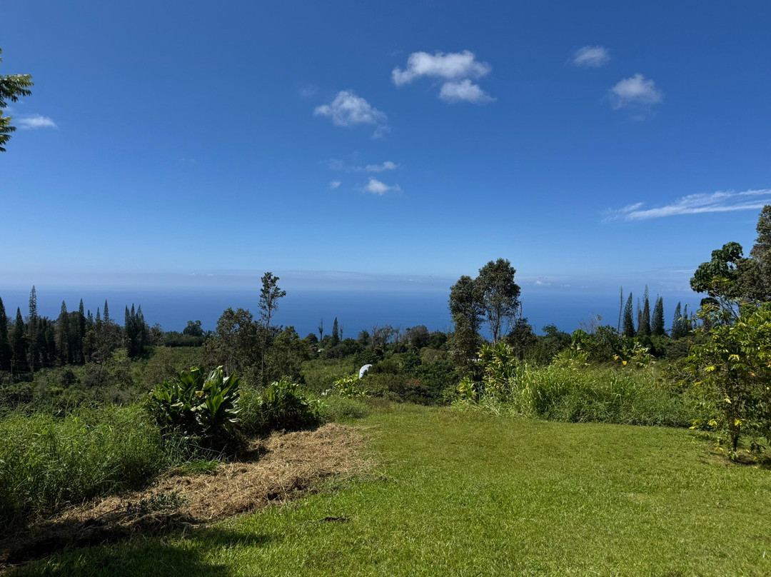 Buddha's Cup Kona Coffee And Tea Farm-哈陆亚洛亚必去景点