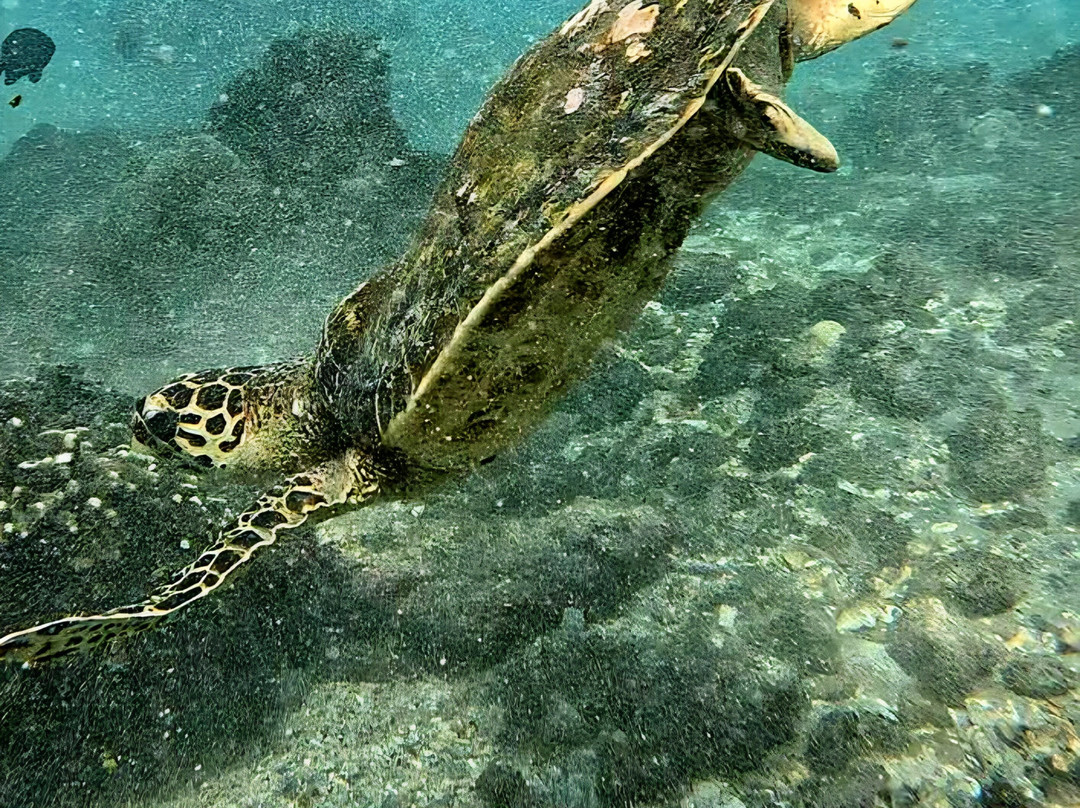 Blue Lagoon Activities Ceningan-努沙切宁安岛必去景点