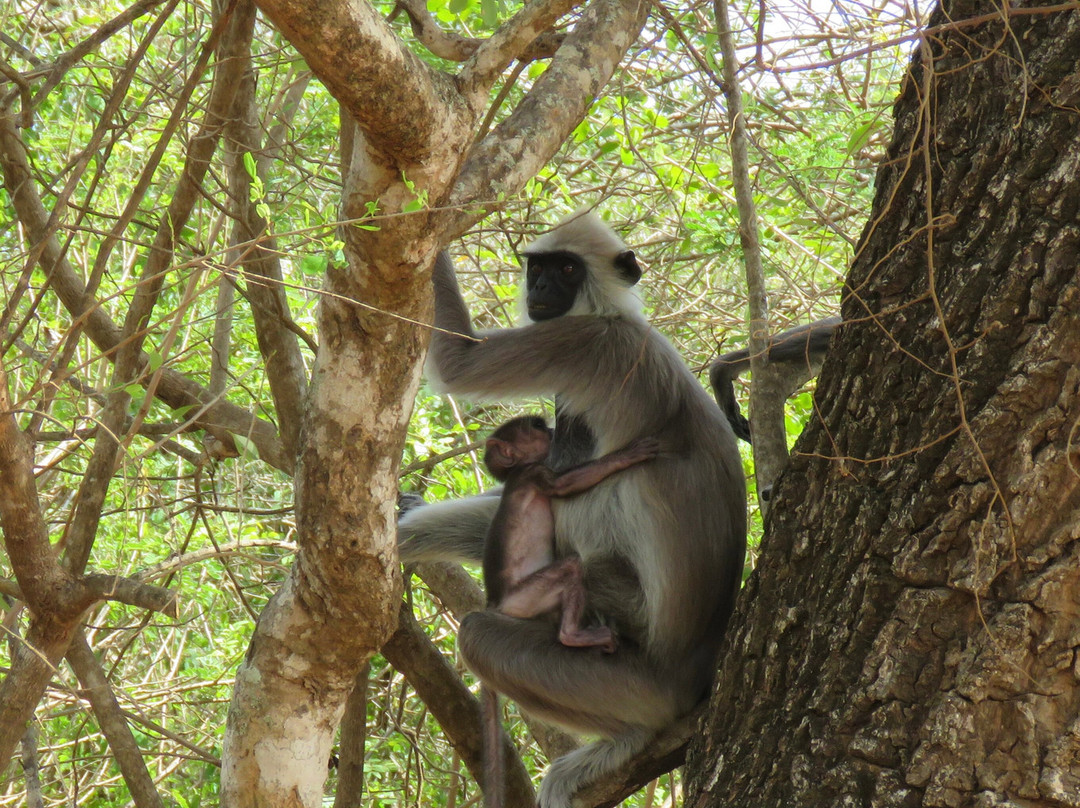 Esela Tours-Wennappuwa必去景点